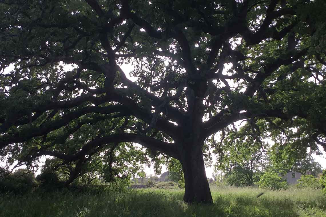 Quercia Vallonea di Tricase