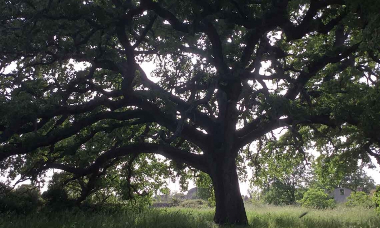 Quercia Vallonea di Tricase