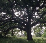 Quercia Vallonea di Tricase