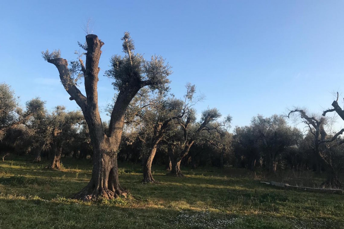 Xylella, pubblicato in Gazzetta il decreto Emergenze