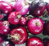 Cipolla rossa di Acquaviva delle Fonti, presidio Slow Food