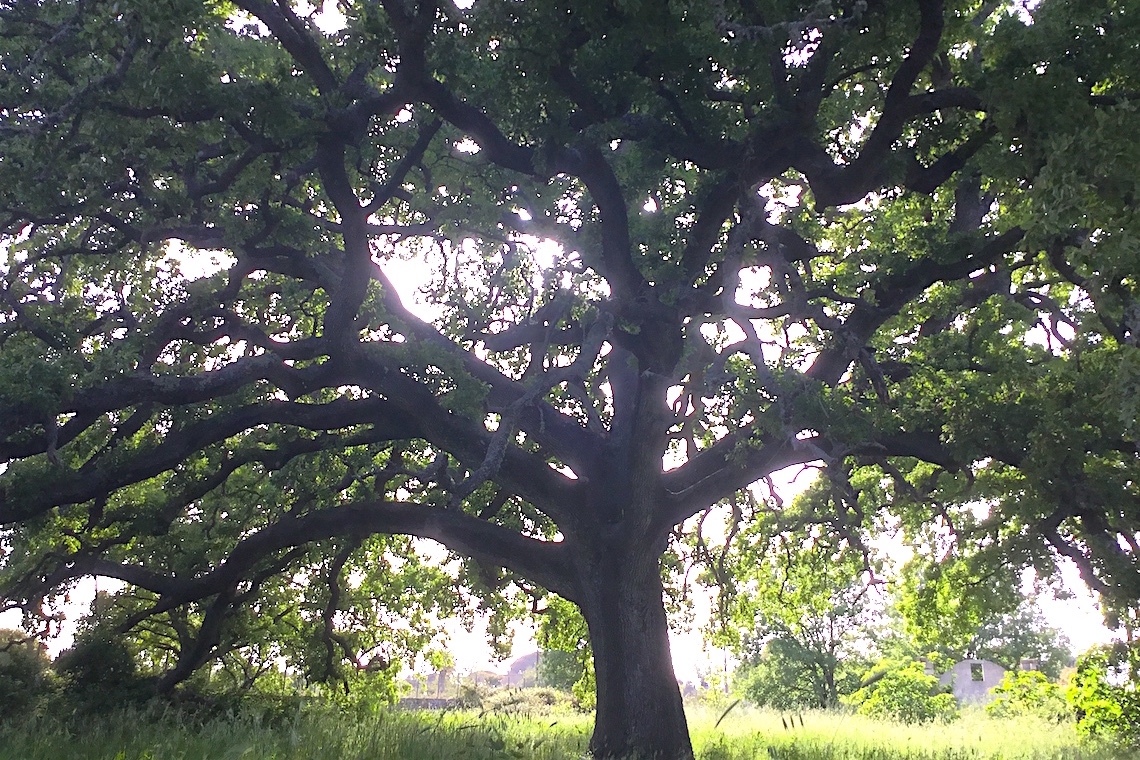 Qual è l’albero più bello d’Italia?