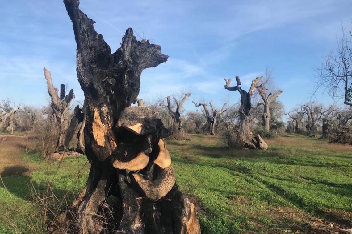 Dalla salentitudine alla Xylellitudine, solitudine di un territorio