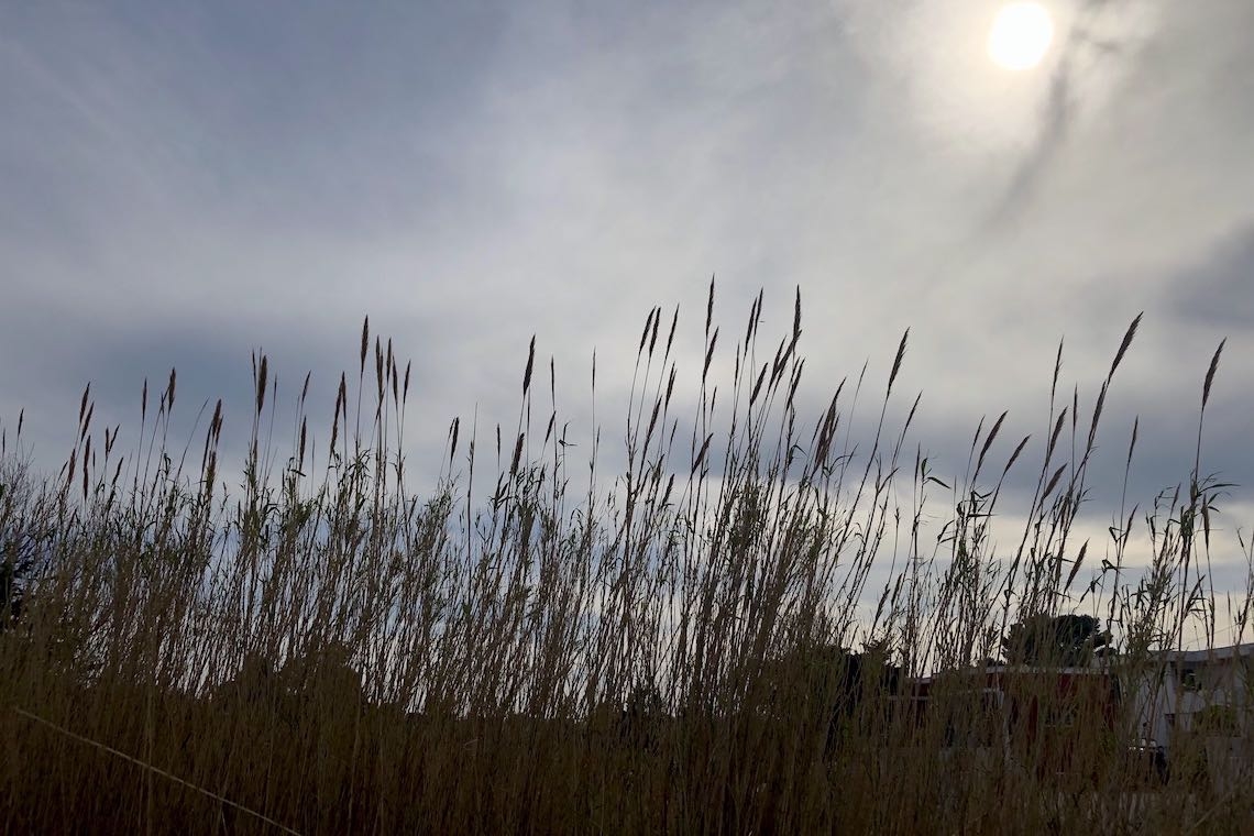 Canne al vento, quadro autentico