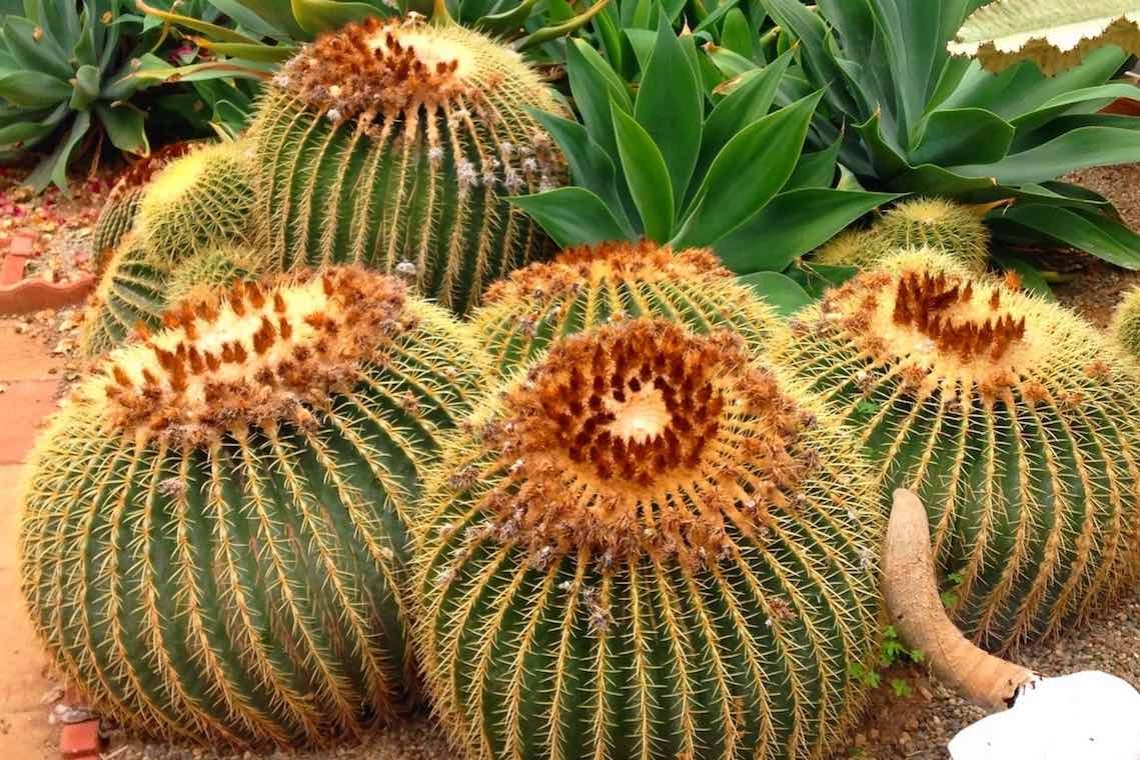 Perdersi nei giardini dei semplici