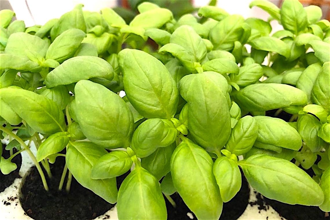 Basilico, profumo d’estate