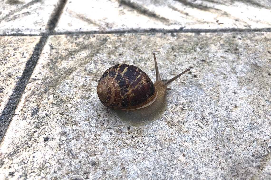 Seguendo la scia di una chiocciola