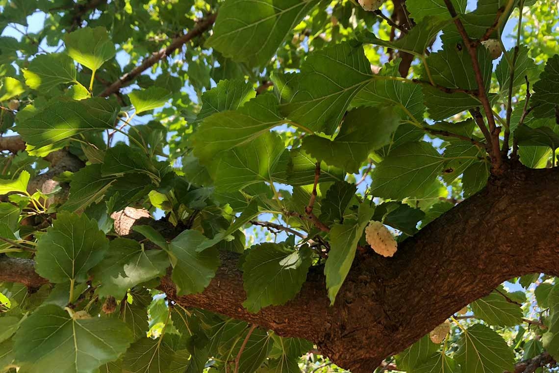 Gelsi, bianchi rossi e neri tra verdi chiome