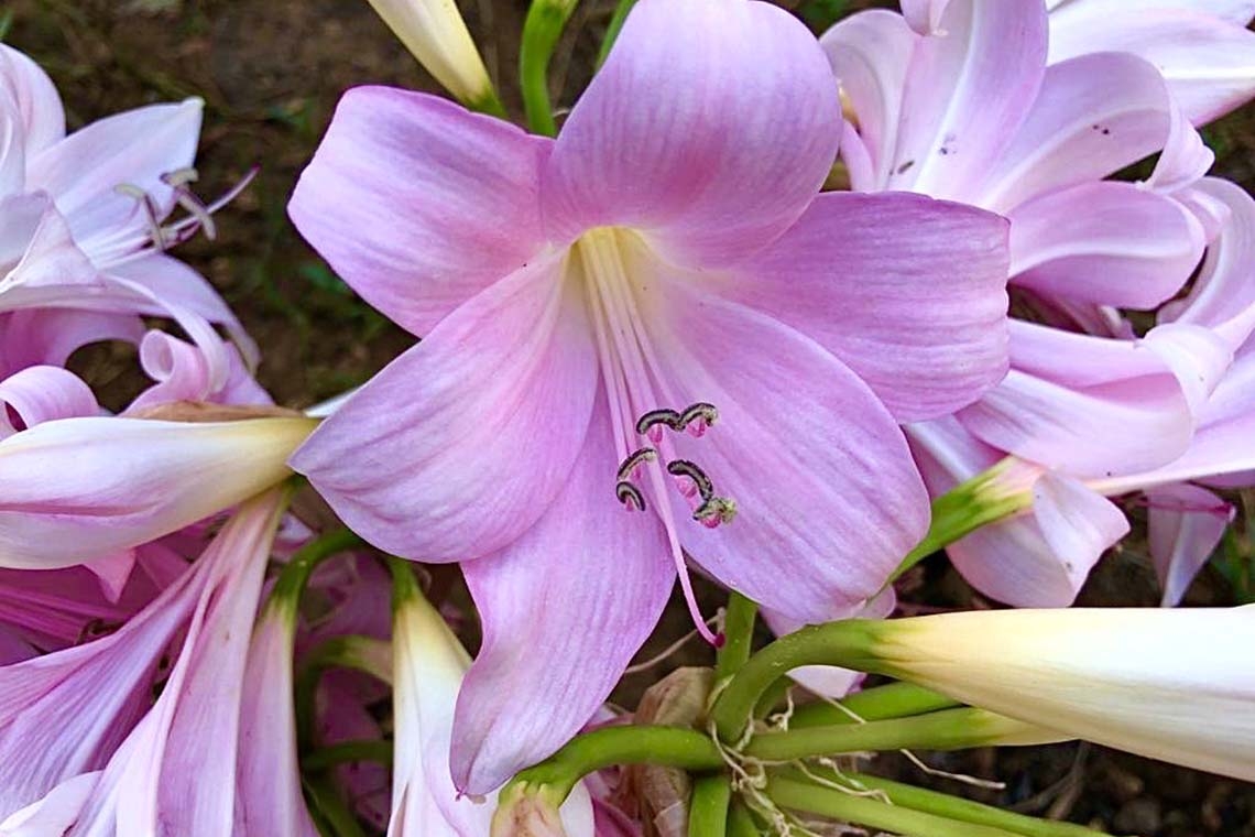 Amarillis Belladonna, delicata bellezza