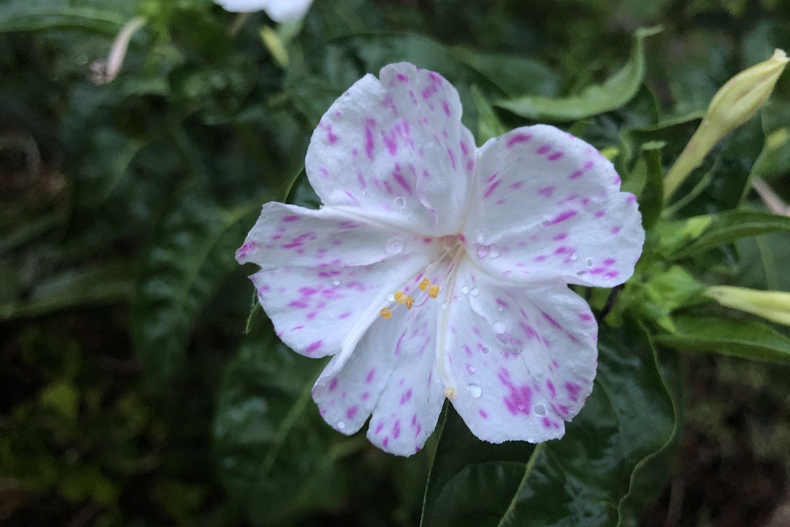 Bella di notte, chiusa di giorno