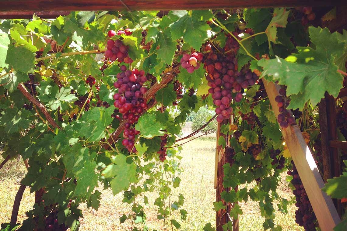 Grappoli rossi e dorati, tempo di vendemmia