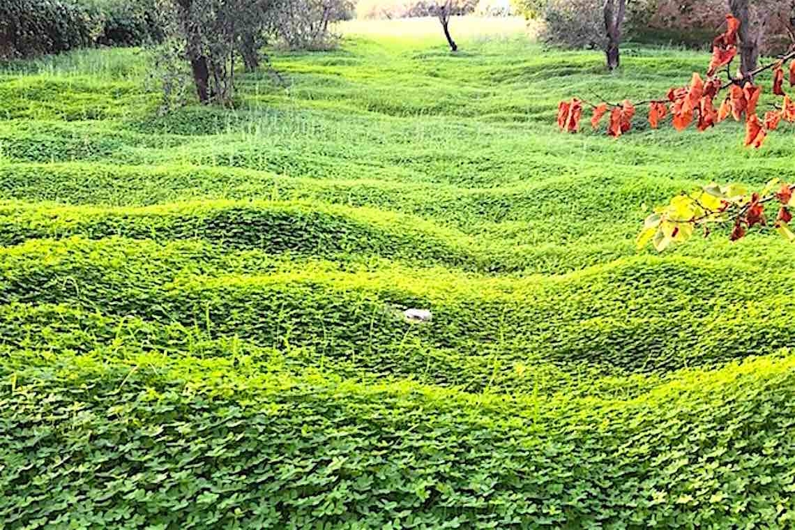 Le infinite onde di un prato di trifoglio giallo