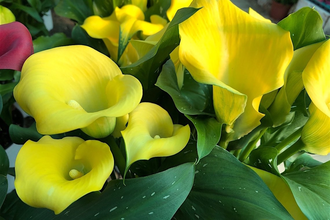Inguaribile e inafferrabile giallo