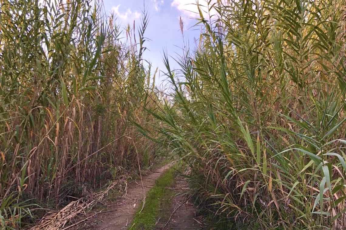 Nella quiete della campagna, le note del vento