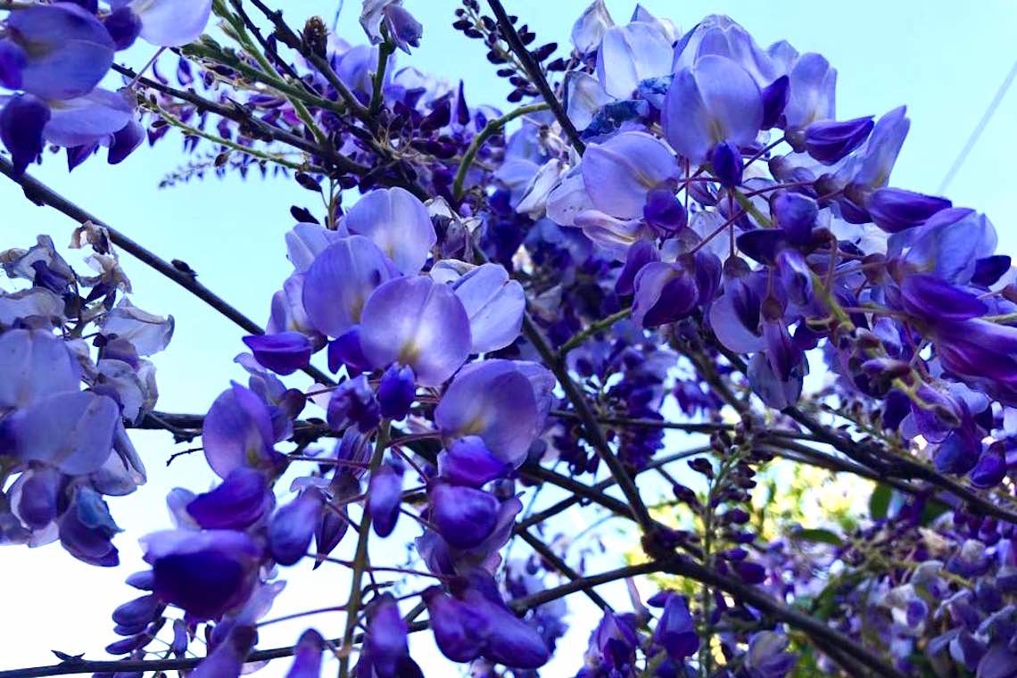 Viola il colore della sera