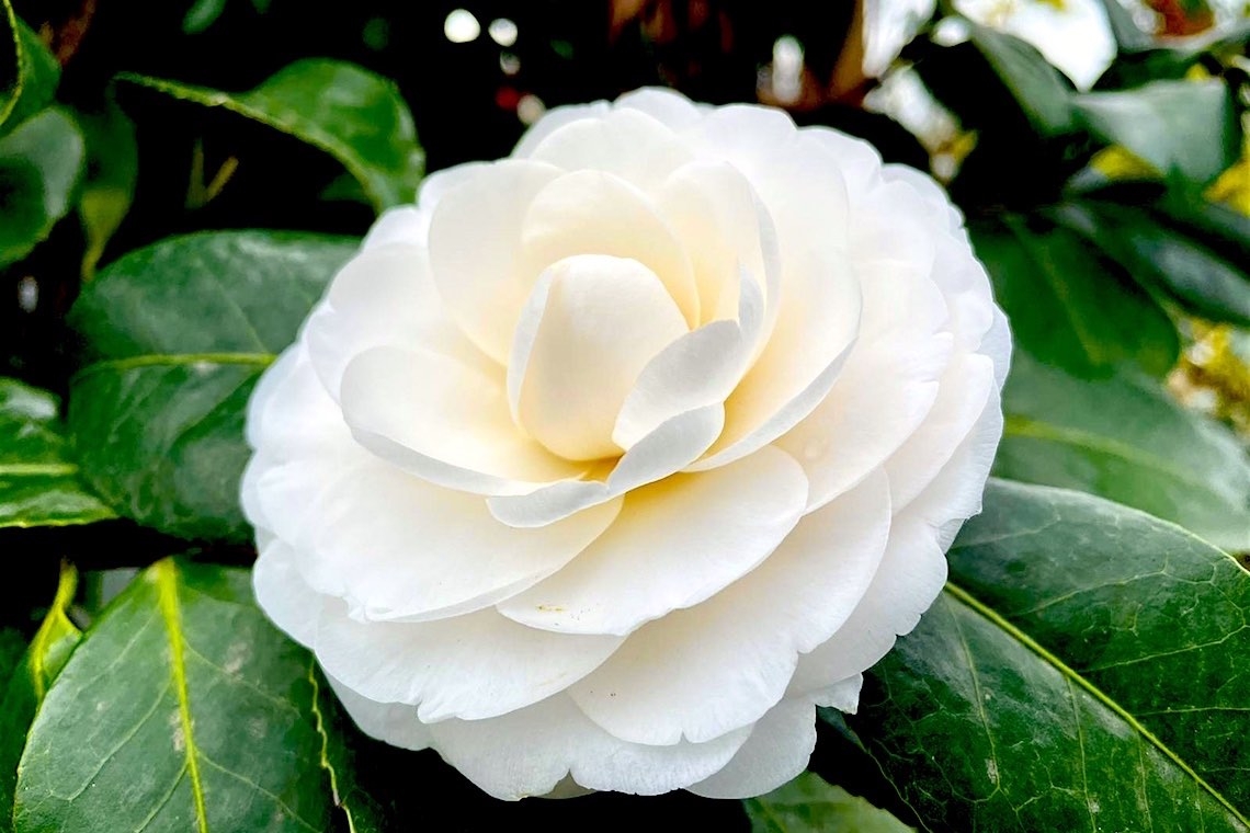 Camelia, fiore che incanta  