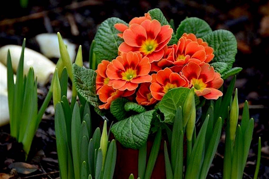 Se fosse una primula