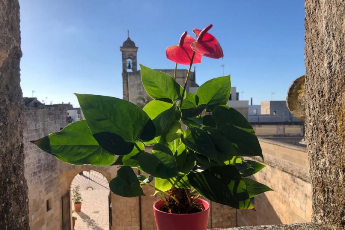 Egle, anthurium che regala compagnia