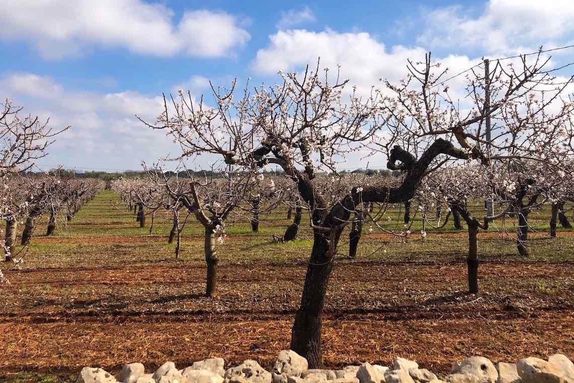 Fiori di mandorlo, cielo di primavera