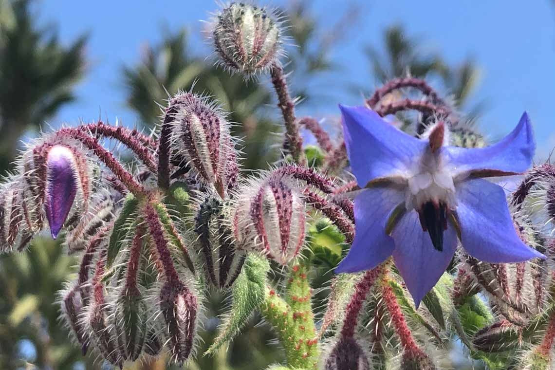 Borragine, stelle di gioia di vivere