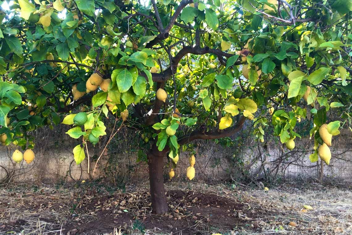 Sotto un albero di limoni