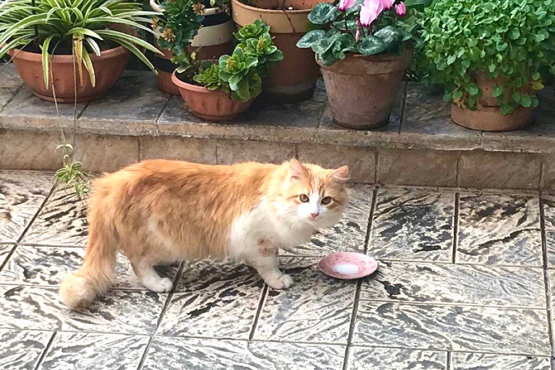 Rosso di pelo e un gran cuore