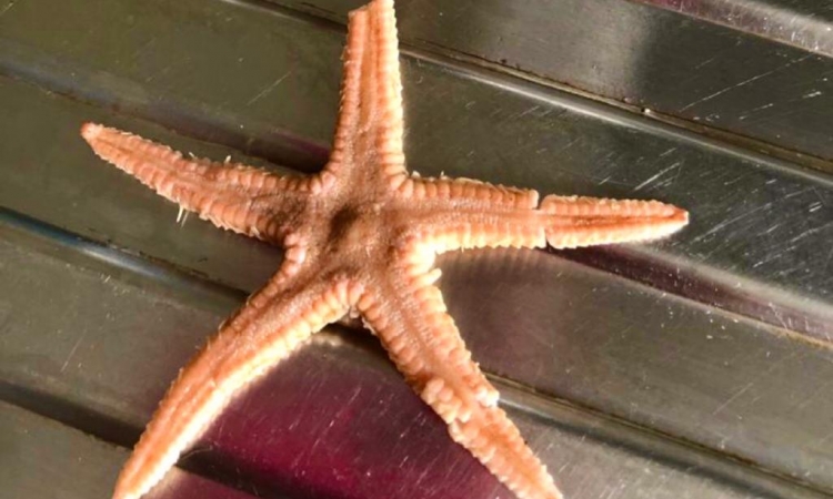 Tra i gamberetti una stella marina