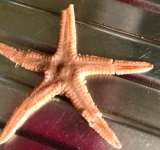 Tra i gamberetti una stella marina