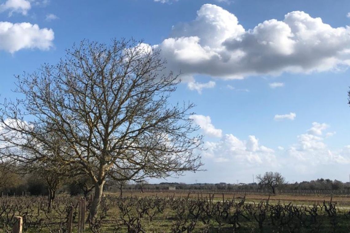 Un albero nudo, aspetta primavera