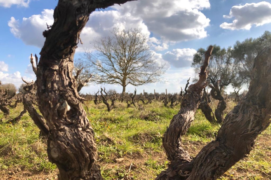 Guagnano, distese di vite