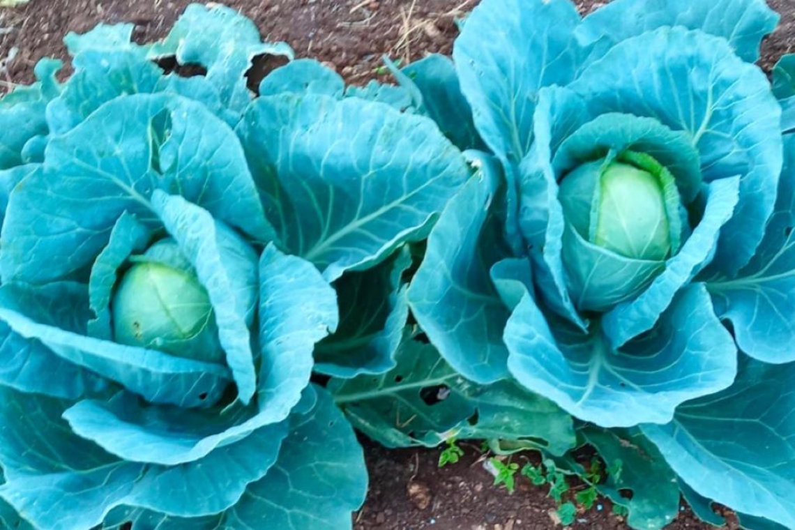 Cavolo cappuccio, nascondere bellezza