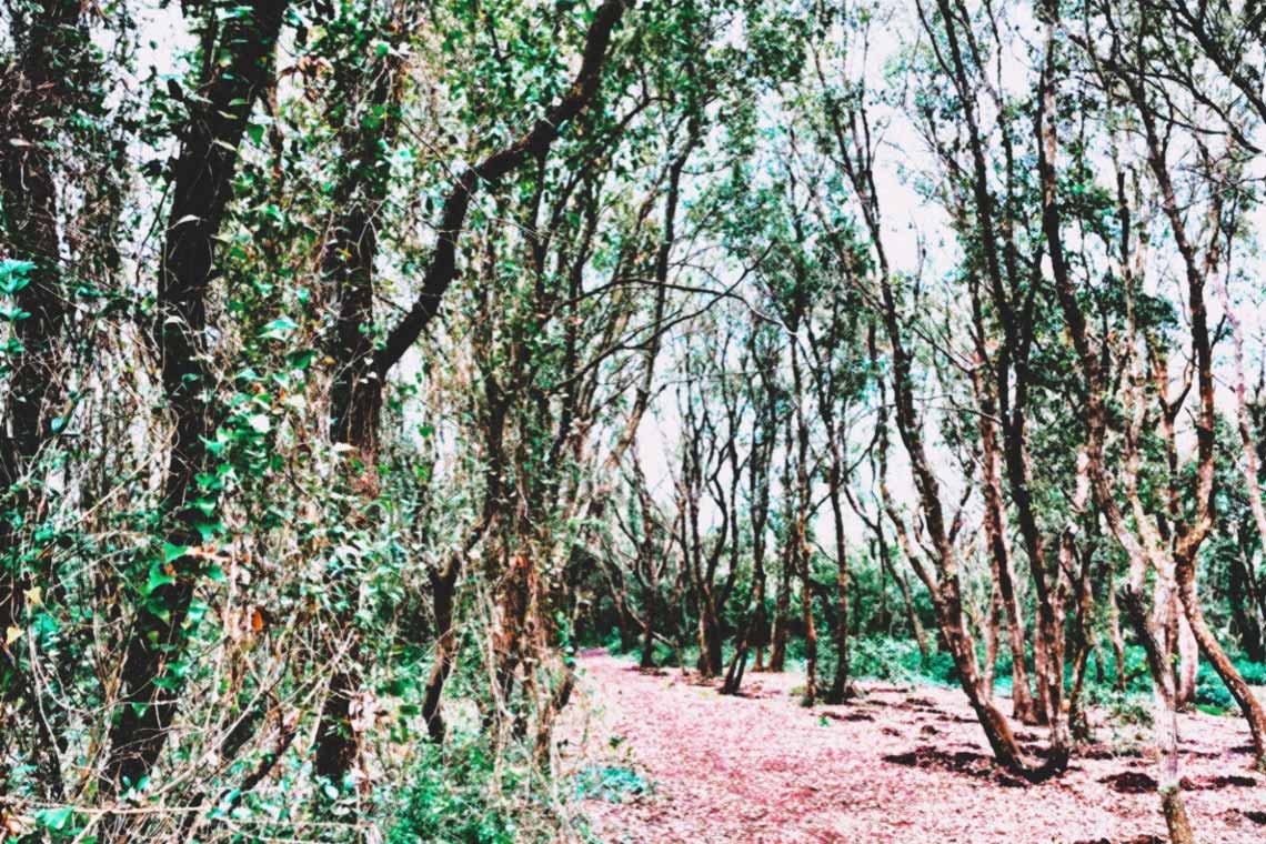 Bosco e paludi di Rauccio, camminare respirando