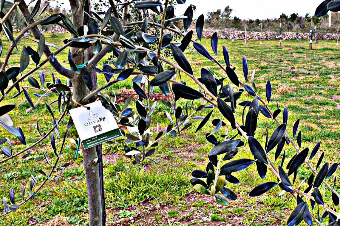 Parco delle donne, riforestazione possibile