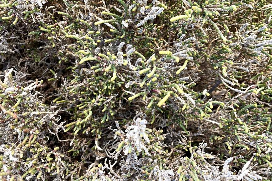 Salicornia, asparago di mare