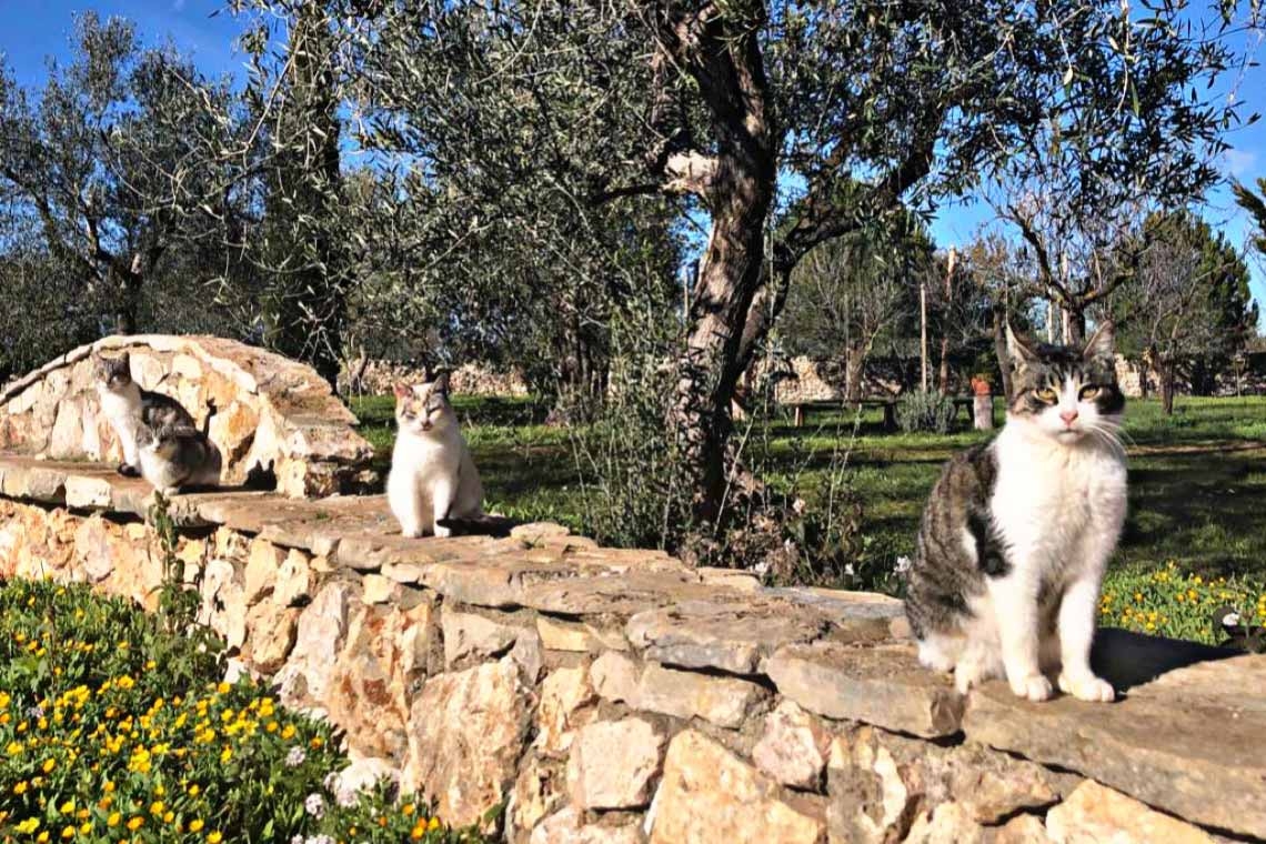 Gatti sul muro che scotta