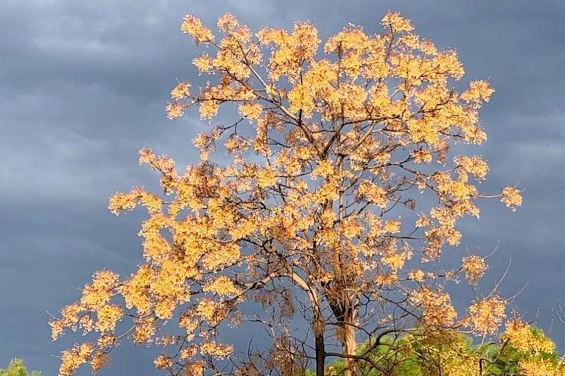 Autunno, foglie come un tappeto