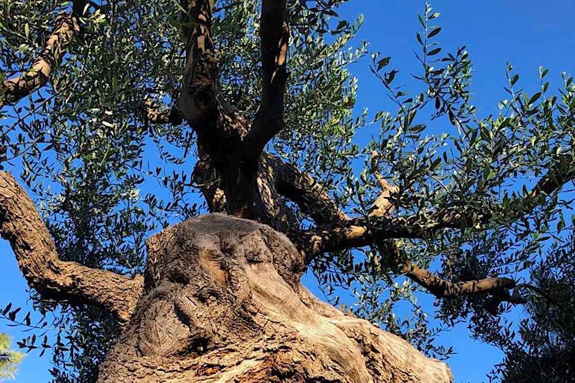 Nel respiro e nell’anima degli alberi