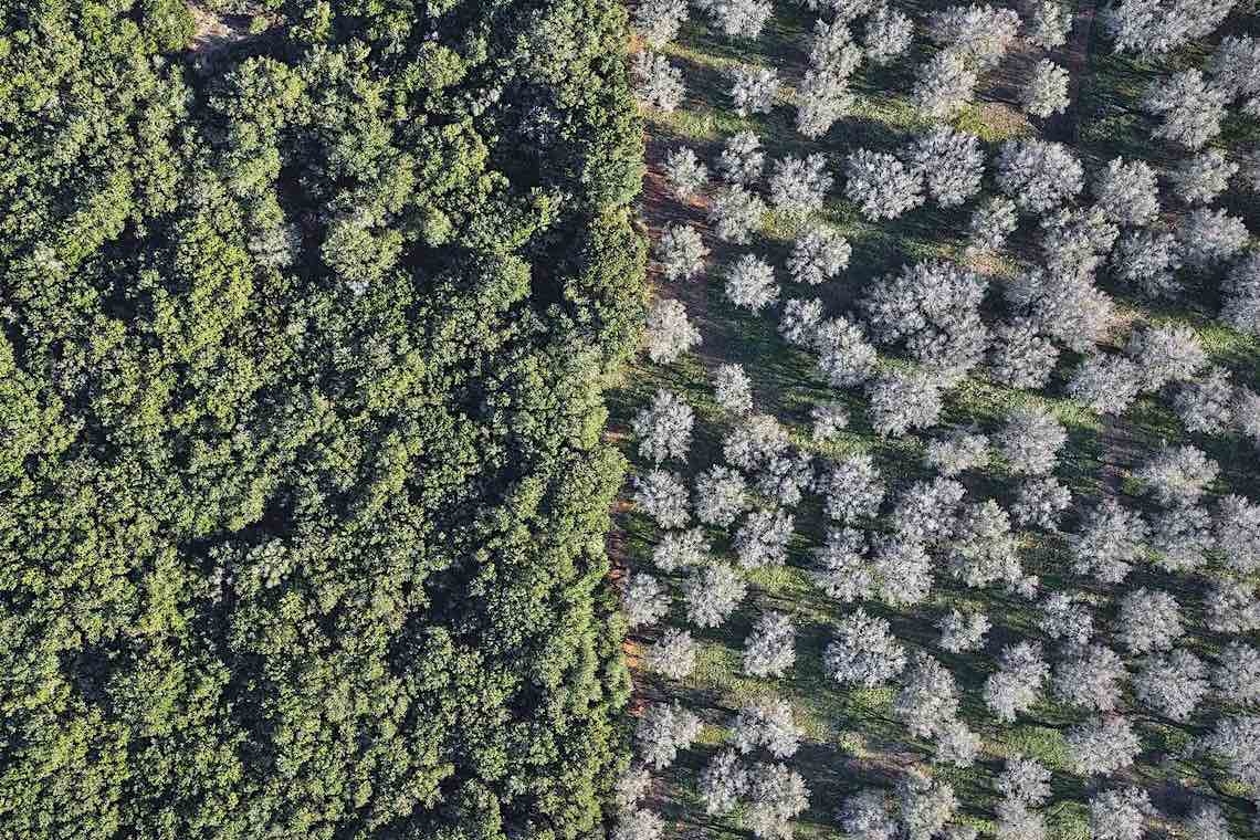 Xylella Studies, come un batterio ha devastato la Puglia