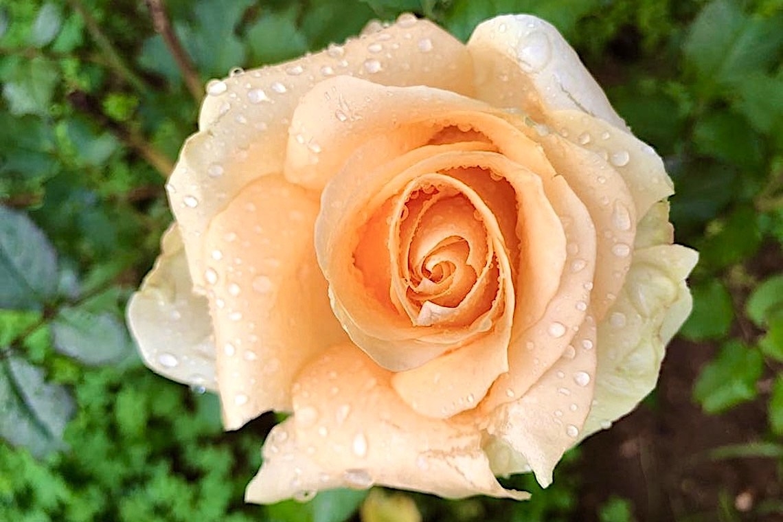 Dopo la pioggia, una rosa