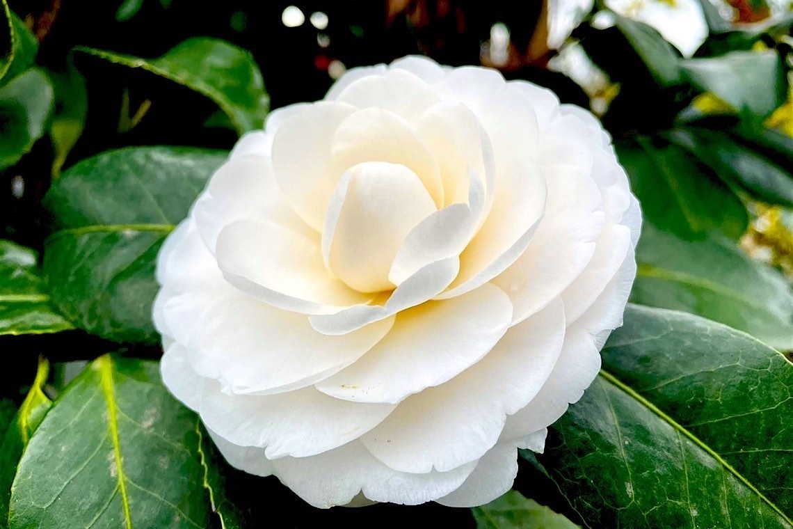 Magnolia, simbolo di bellezza