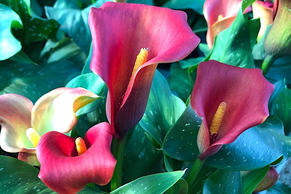 Fiori su un’isola che non c’è