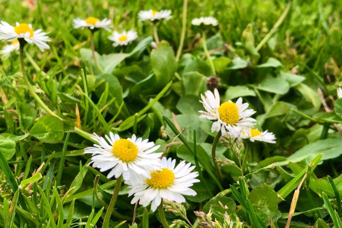 Pratoline, annuncio di primavera