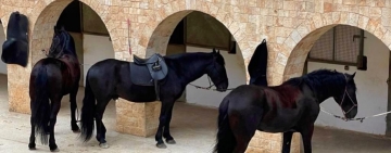 Cavallo Murgese, per i puledri soli nuova possibilità di vita