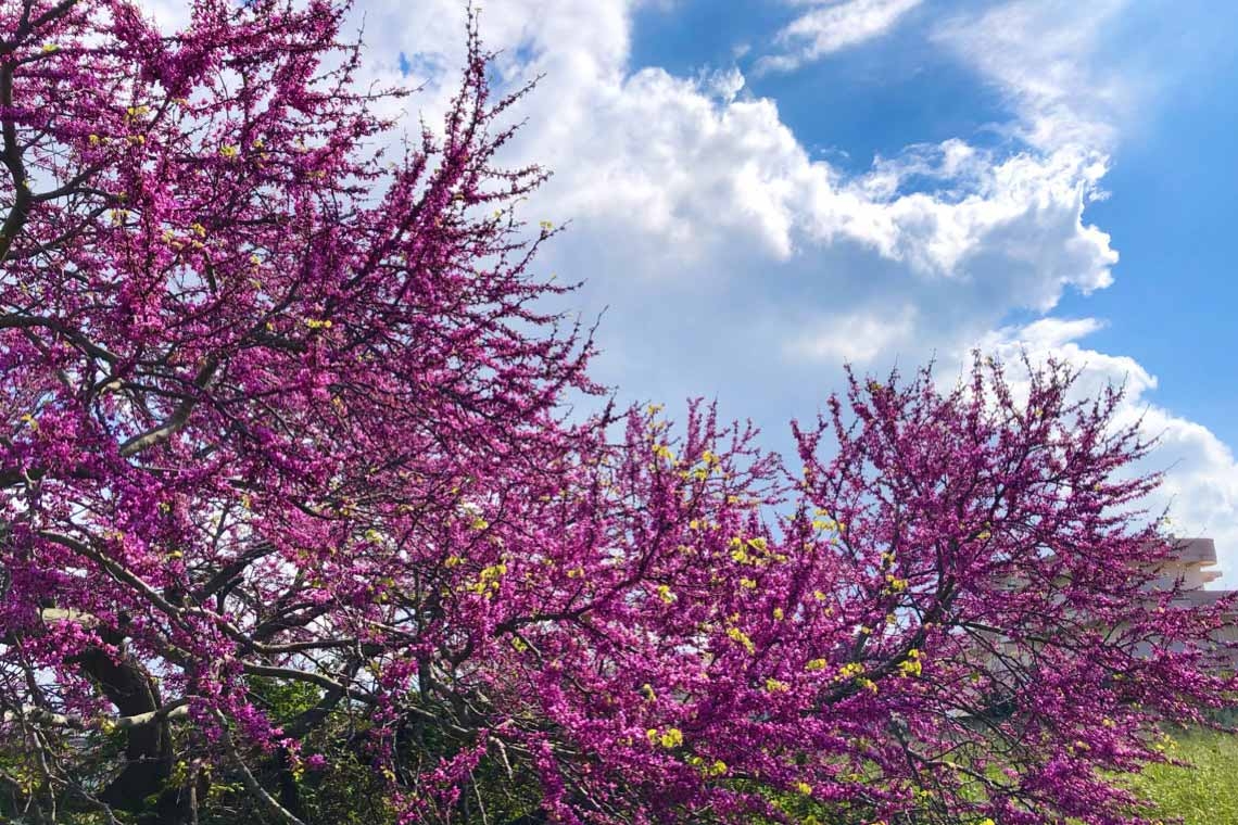 Albero di Giuda, nuvola magenta 