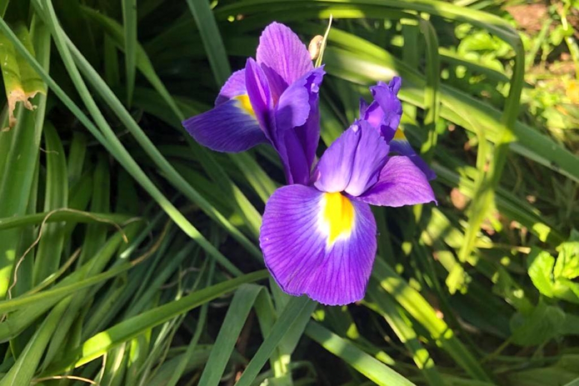 Iris, lieve profumo di arcobaleno