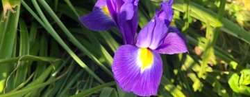 Iris, lieve profumo di arcobaleno