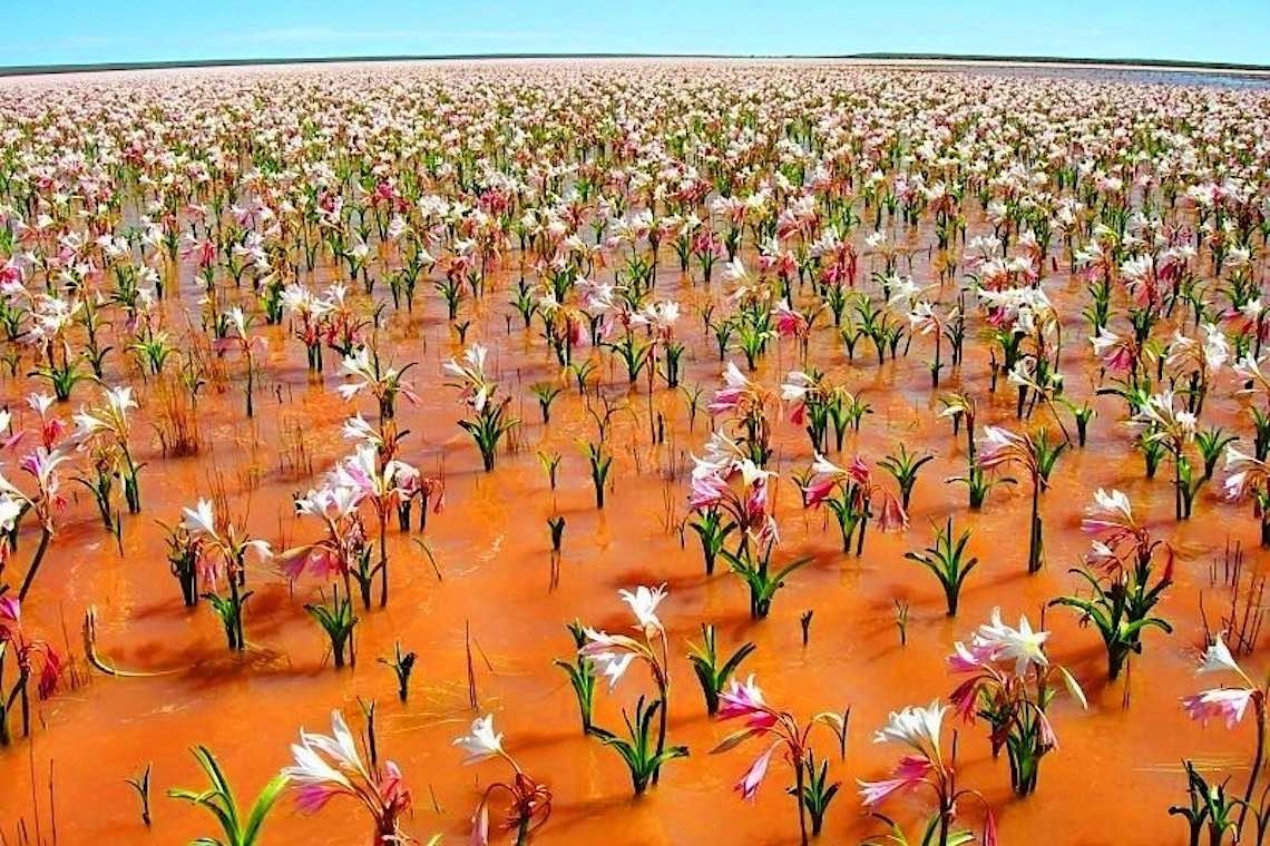 La meraviglia svelata da un fiore nel deserto
