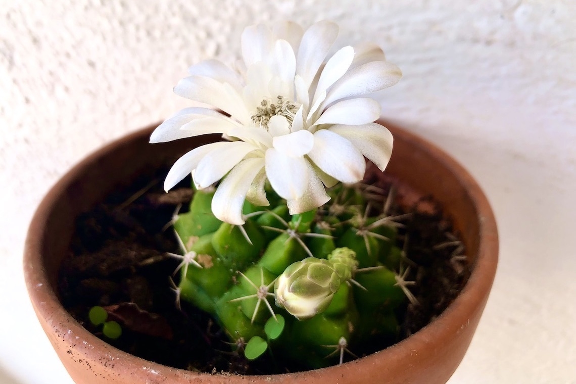 Fiore di cactus