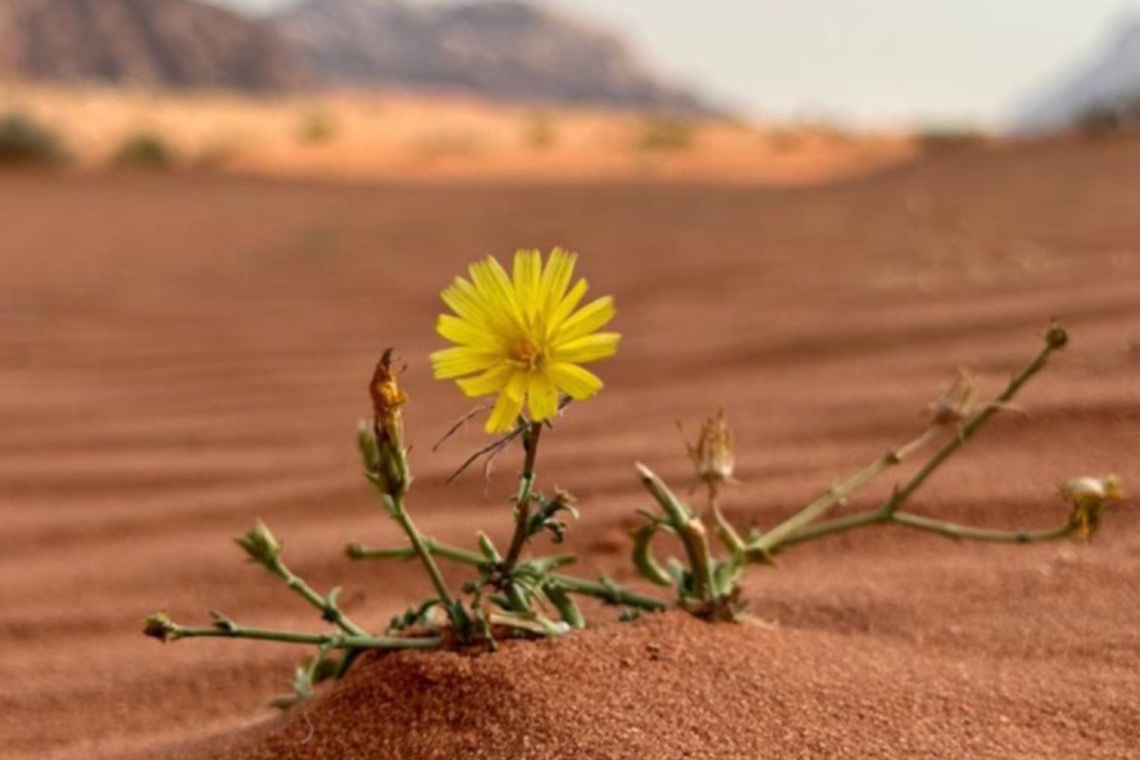 Il fiore nel deserto