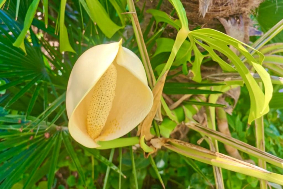 Monstera deliciosa, sorprendente infiorescenza